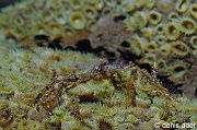Achaeus spinosus Komodo Bontoh-4m-20160803-Denis-ADER-DSC_9471_tn